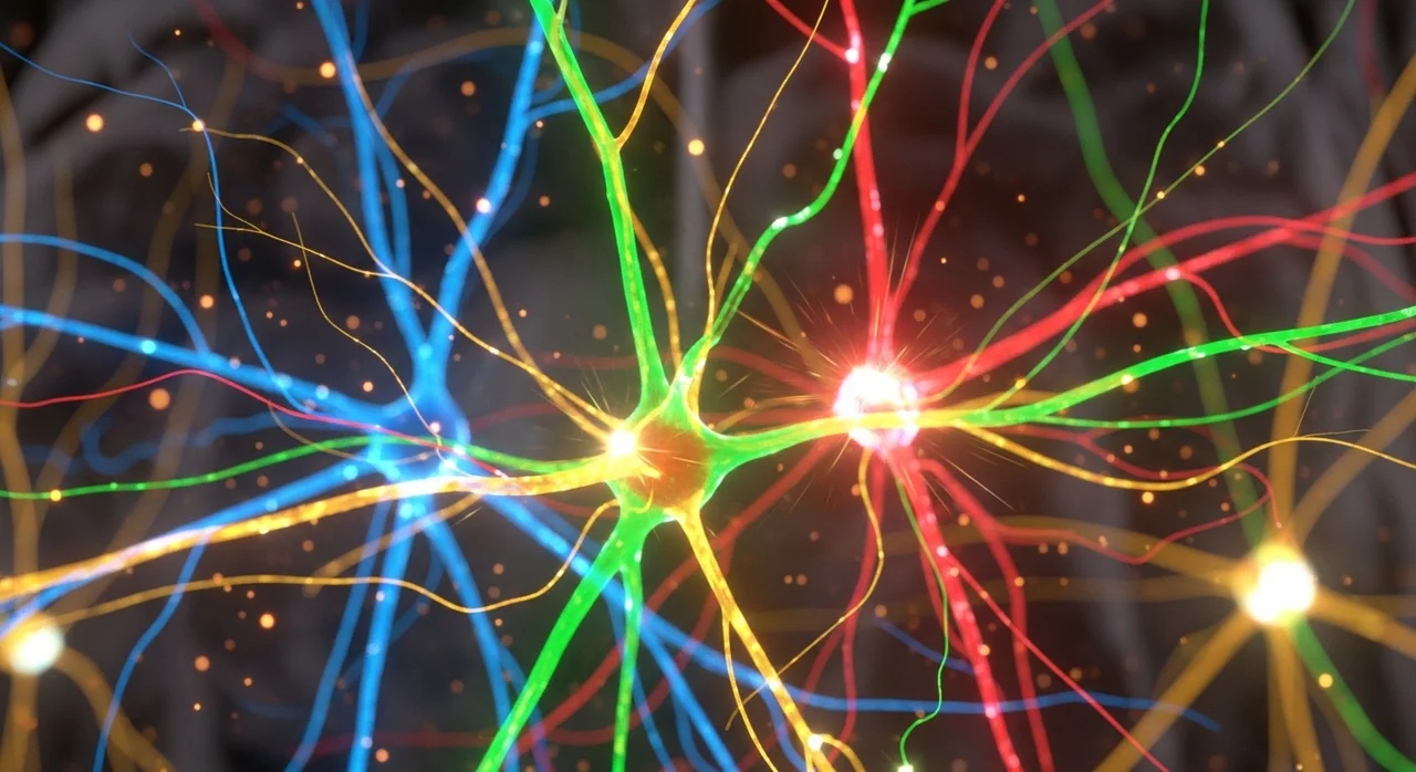 뇌 가소성이란 무엇이며 왜 중요한가요?