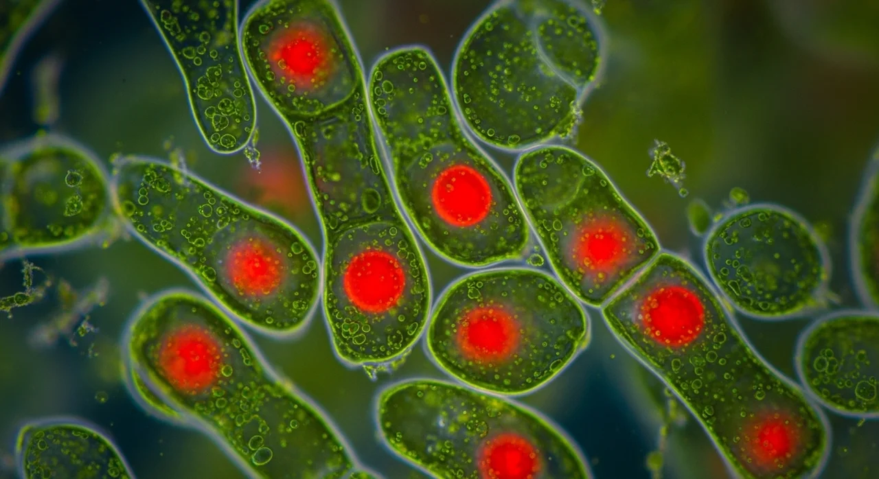 현대인의 눈 피로 해결사, 아스타잔틴의 놀라운 효과